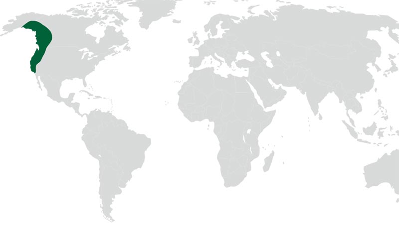 aliso-rojo-americano-mapa