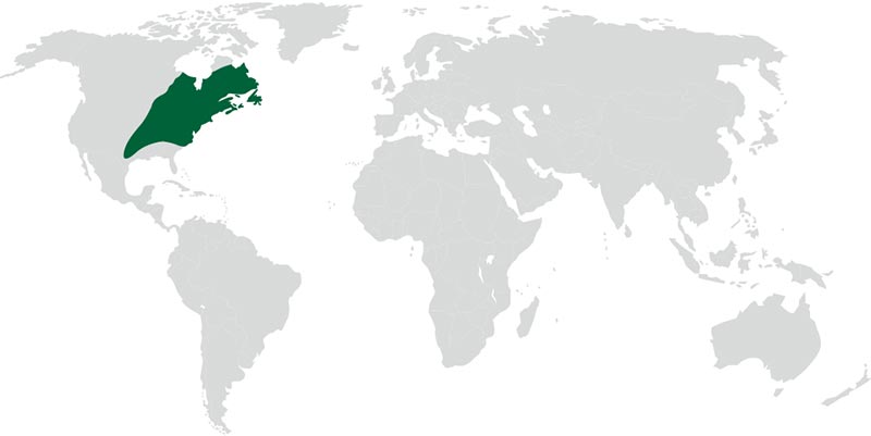 nogal-americano-map