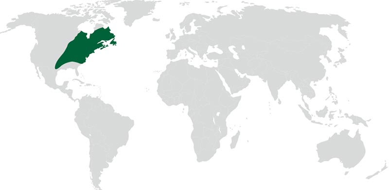 poplar-map