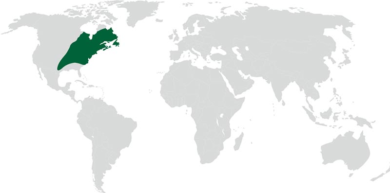 roble-blanco-americana-mapa