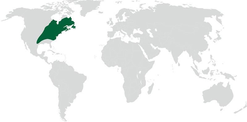 roble-rojo-americano-mapa